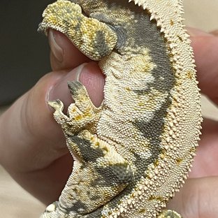 노멀 할로윈 솔리드백