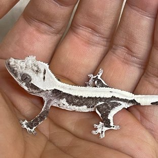 릴잔틱 아잔틱 솔리드백 화이트