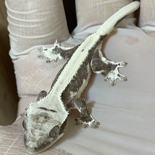 릴잔틱 아잔틱 솔리드백 화이트