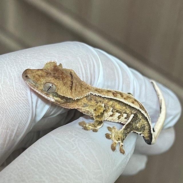 100%헷초초 풀핀 쿼드 핀스트라이프