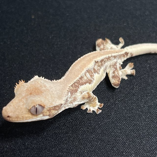 100%헷초초 릴리화이트