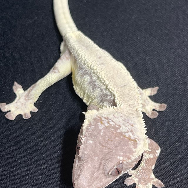 릴리 세이블 화이트