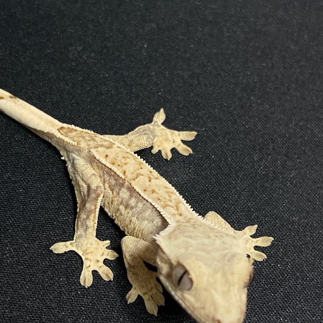 노멀 쿼드 화이트스팟