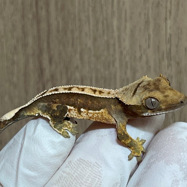 100%헷아잔틱 100%헷초초 핀스트라이프 쿼드