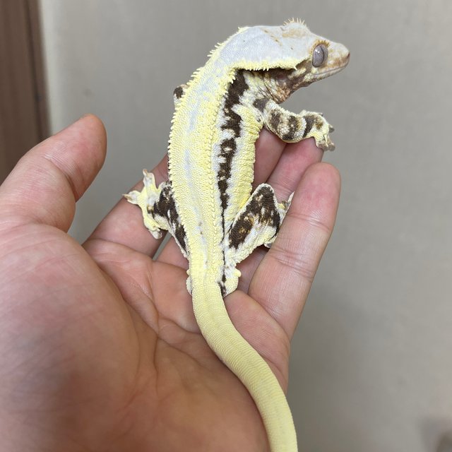 릴리화이트 솔리드백 풀핀