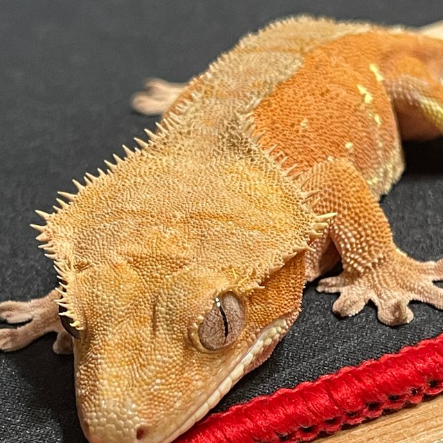 노멀 바이 화이트포트홀 레드