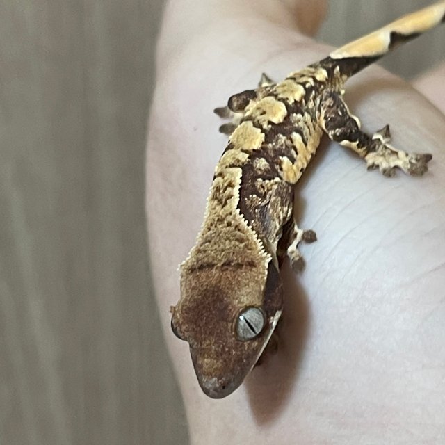 노멀 트라이 드리피 화이트스팟