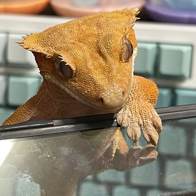 노멀 바이 화이트포트홀 레드