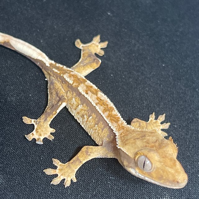 노멀 트라이 화이트핀 화이트스팟