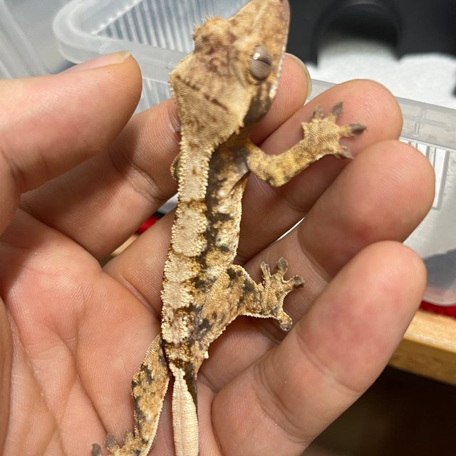 노멀 트라이 화이트스팟