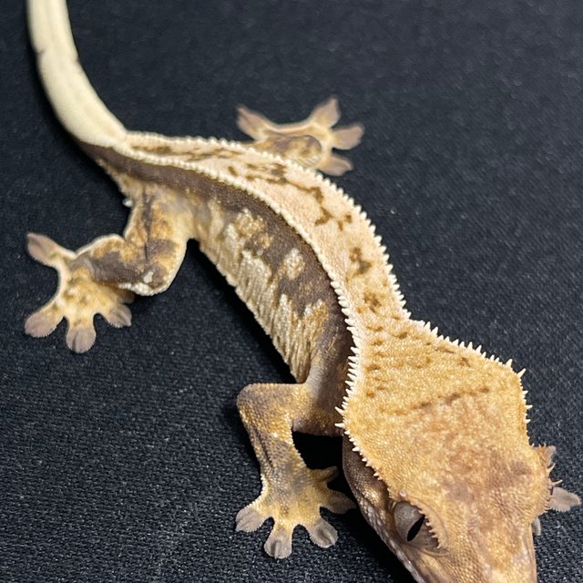 노멀 풀핀 화이트스팟 쿼드