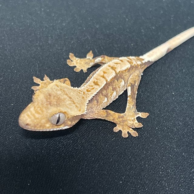 노멀 트라이 화이트스팟