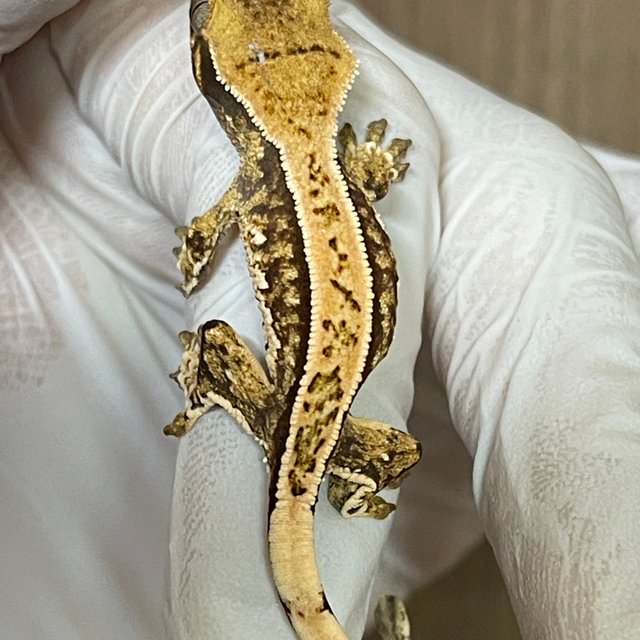 노멀 쿼드 풀핀 핀스트라이프