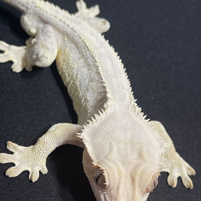 릴리화이트 솔리드백