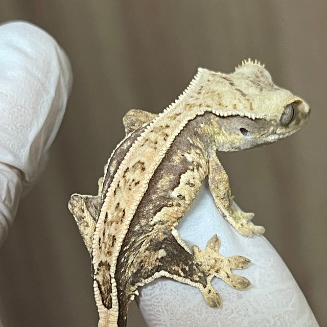 노멀 풀핀 핀스트라이프 드리피 쿼드