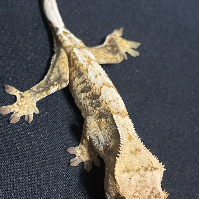 노멀 트라이 드리피 화이트스팟