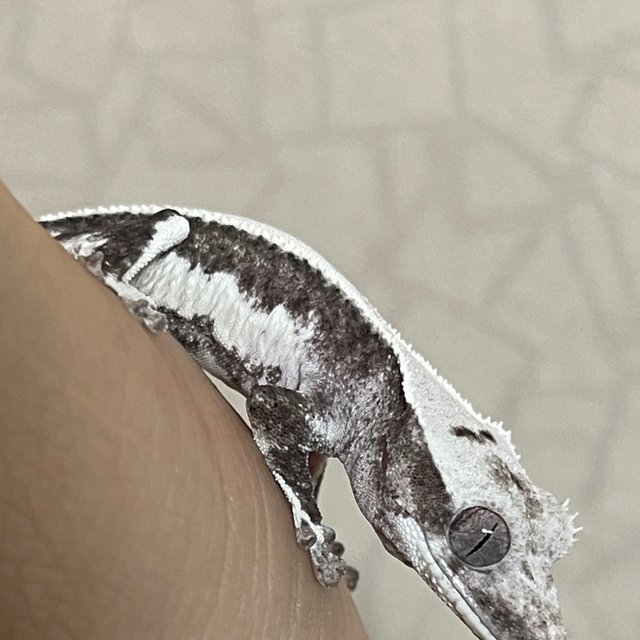 릴잔틱 아잔틱 솔리드백 화이트