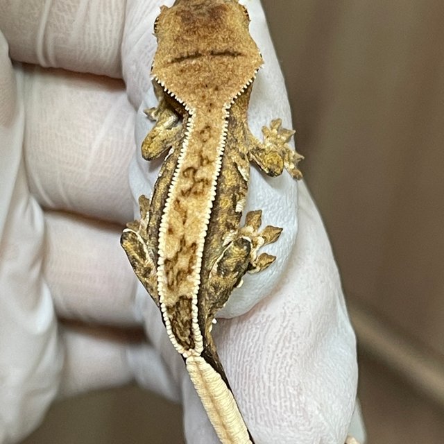 100%헷초초 풀핀 쿼드 핀스트라이프