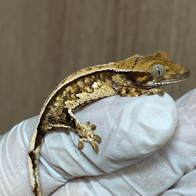 노멀 쿼드 풀핀 핀스트라이프