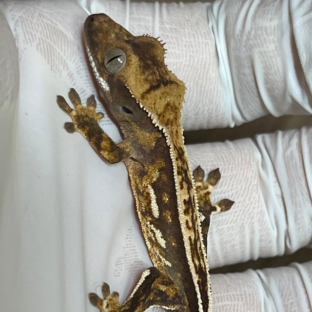 노멀 풀핀 쿼드 핀스트라이프 화이트스팟 화이트핀