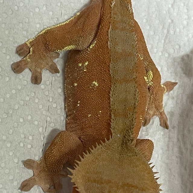 노멀 바이 화이트포트홀 레드