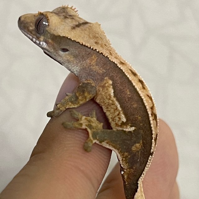 100%헷아잔틱 100%헷초초 핀스트라이프 쿼드