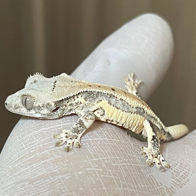 릴리화이트 화이트 화이트핀 쿼드 풀핀