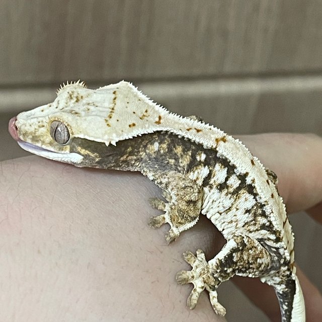 노멀 드리피 화이트스팟 화이트 트라이