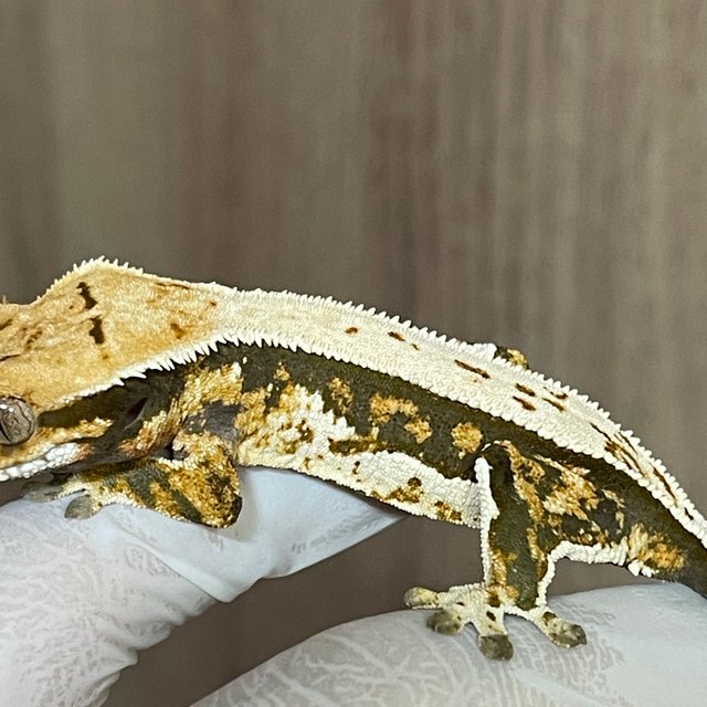 노멀 트라이 풀핀 화이트핀