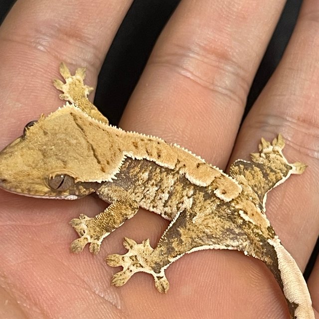 노멀 트라이 화이트스팟 드리피 화이트크라운 화이트