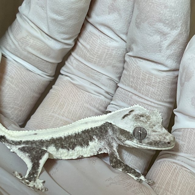 릴잔틱 아잔틱 솔리드백 화이트