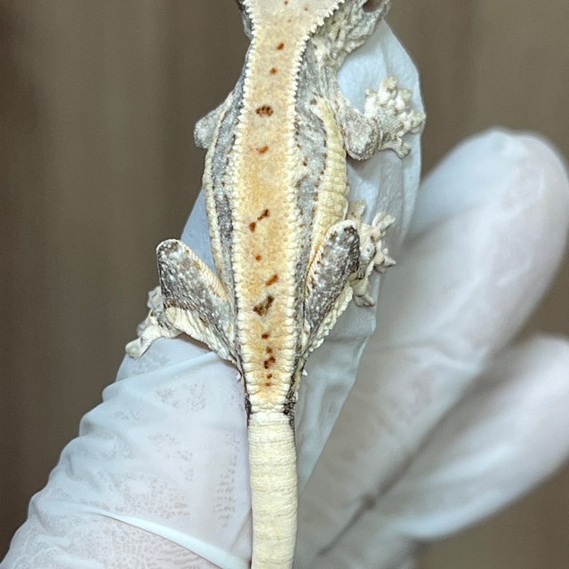 릴리화이트 화이트 화이트핀 쿼드 풀핀