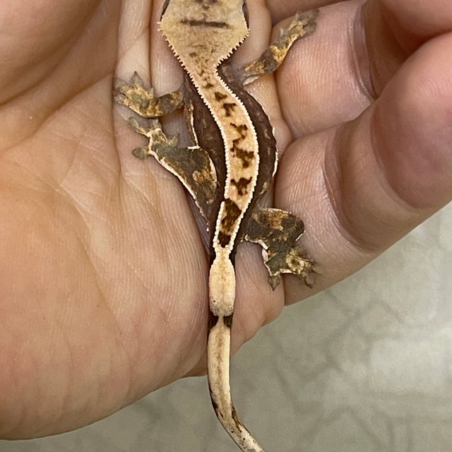 100%헷아잔틱 100%헷초초 핀스트라이프 쿼드