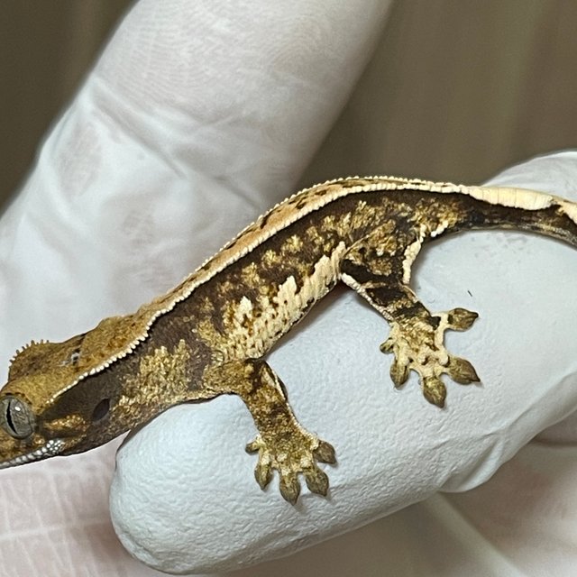 노멀 쿼드 풀핀 핀스트라이프