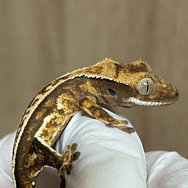 노멀 풀핀 쿼드 핀스트라이프 화이트스팟 화이트핀