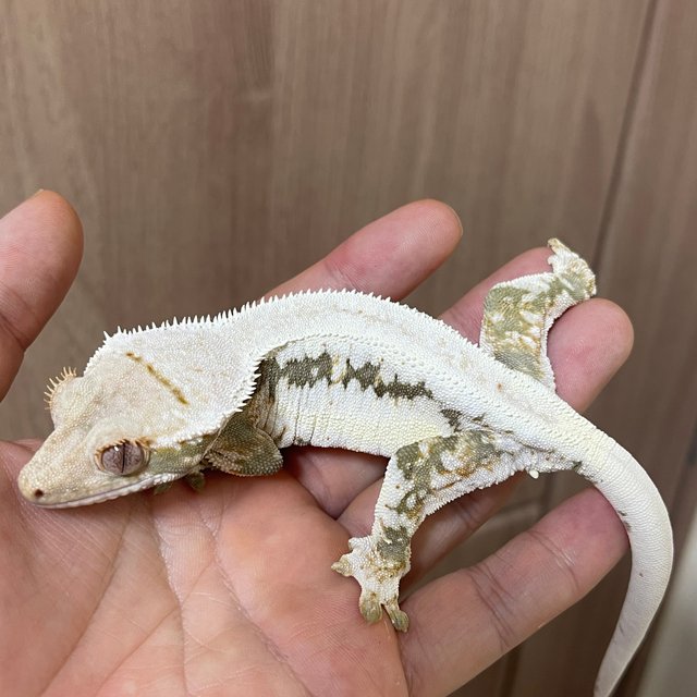 릴리화이트 화이트 솔리드백