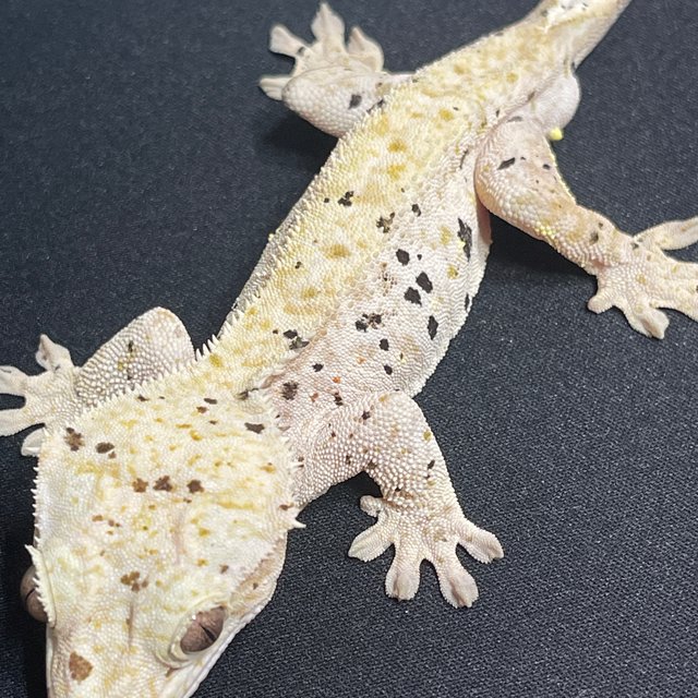 노멀 슈퍼달마시안