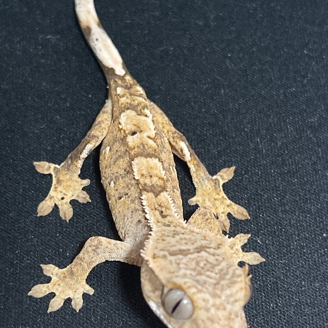 100%헷아잔틱 노멀