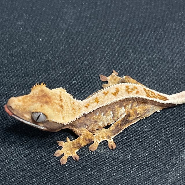 노멀 핀스트라이프 풀핀 화이트스팟 트라이