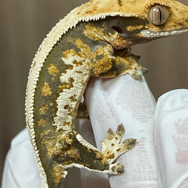 노멀 트라이 풀핀 화이트핀