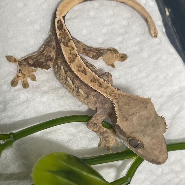 노멀 핀스트라이프 화이트포트홀