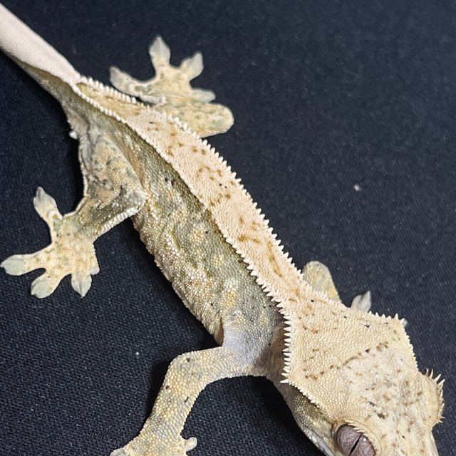 노멀 트라이 쿼드 화이트스팟