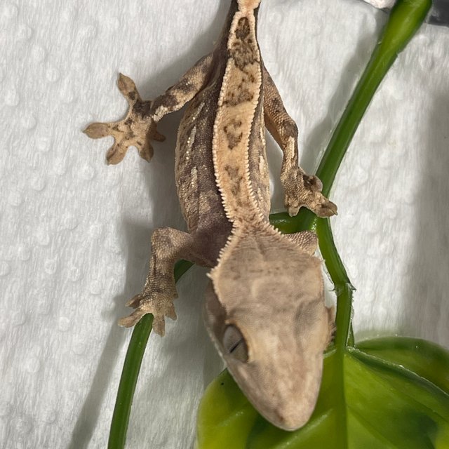 노멀 핀스트라이프 화이트스팟 트라이