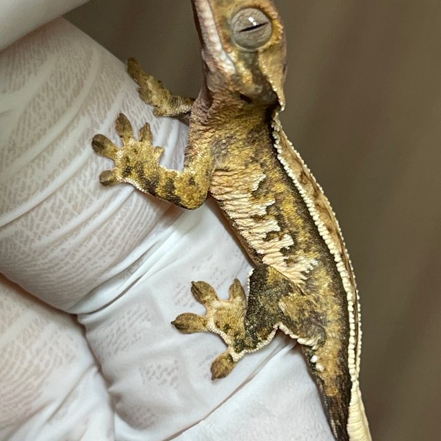 100%헷초초 풀핀 쿼드 핀스트라이프