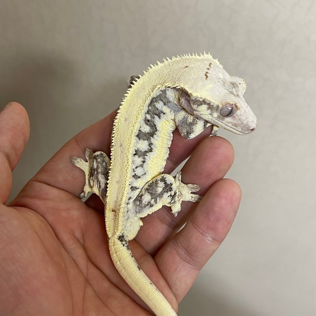 릴리화이트 솔리드백 풀핀