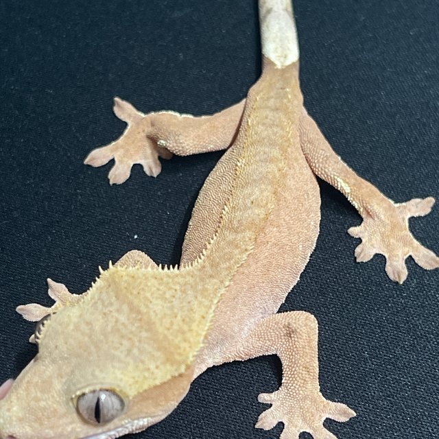 노멀 바이 레드