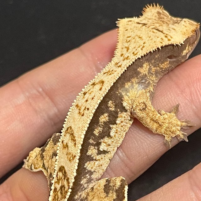 노멀 쿼드 화이트스팟 풀핀 핀스트라이프