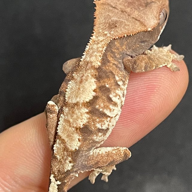 카푸치노 화이트스팟