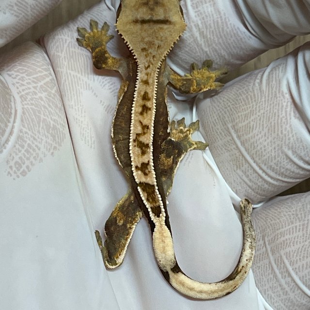 100%헷아잔틱 100%헷초초 핀스트라이프 쿼드