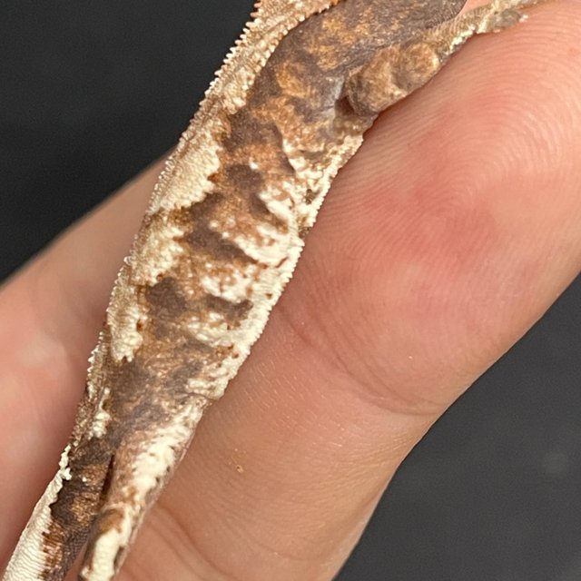 카푸치노 화이트스팟